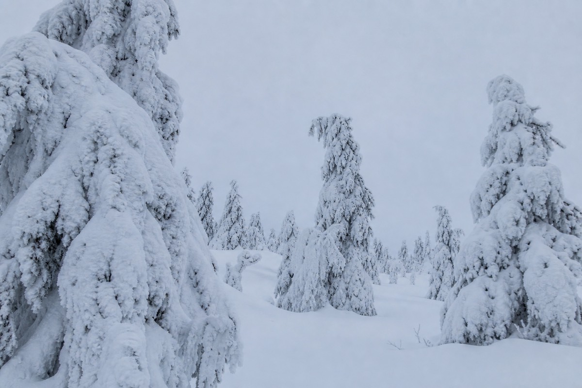 A thermometer-cold scene: heavily frost-covered spruce trees bent under snow in Finnish Lapland, flat overcast light, deep untouched snow