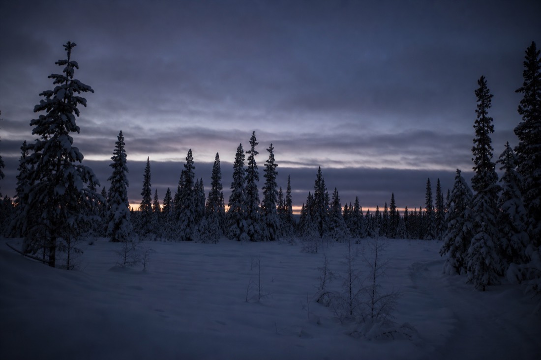 Snow-covered Finnish Lapland landscape in natural winter light