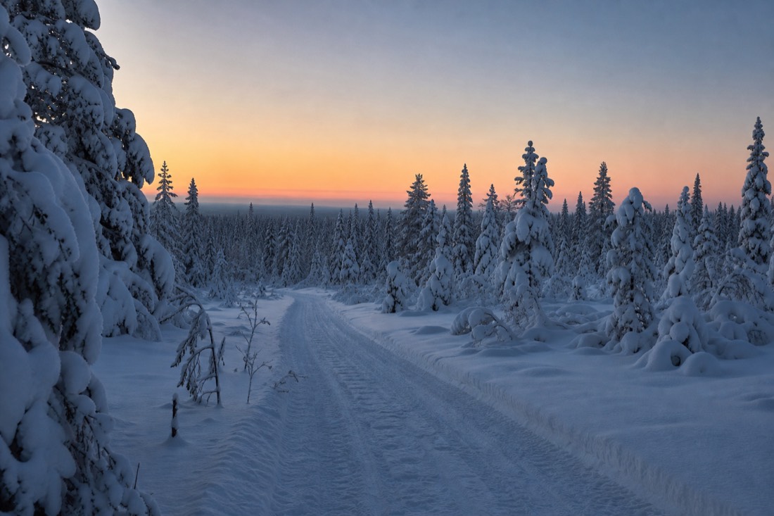 A cleared track through deep snow leading into Lapland forest at first light