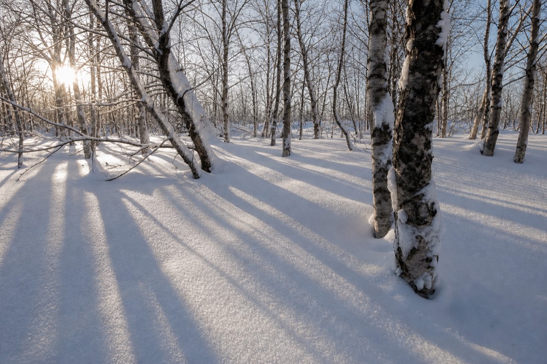Deep untouched powder in a Lapland birch stand, long blue shadows in low winter sun