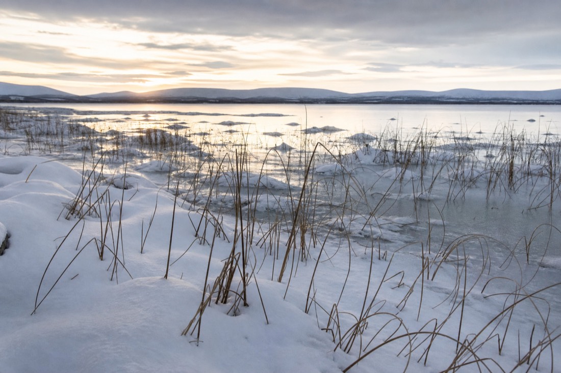 A frozen shoreline with reeds poking through snow on a Lapland lake