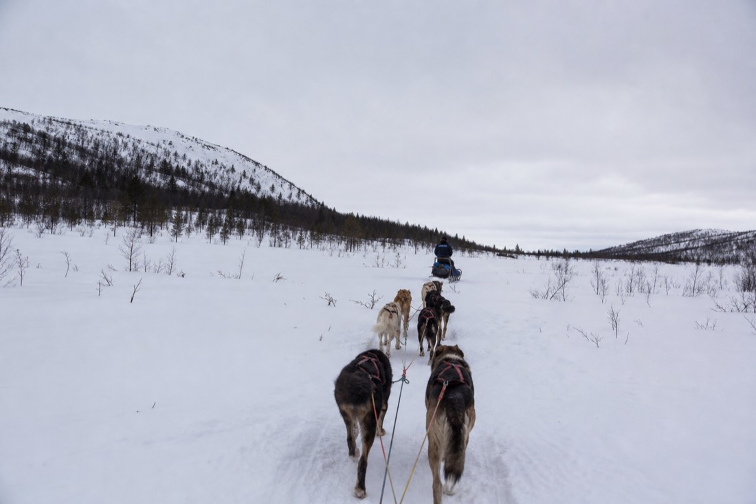 Snow-covered Finnish Lapland landscape in natural winter light
