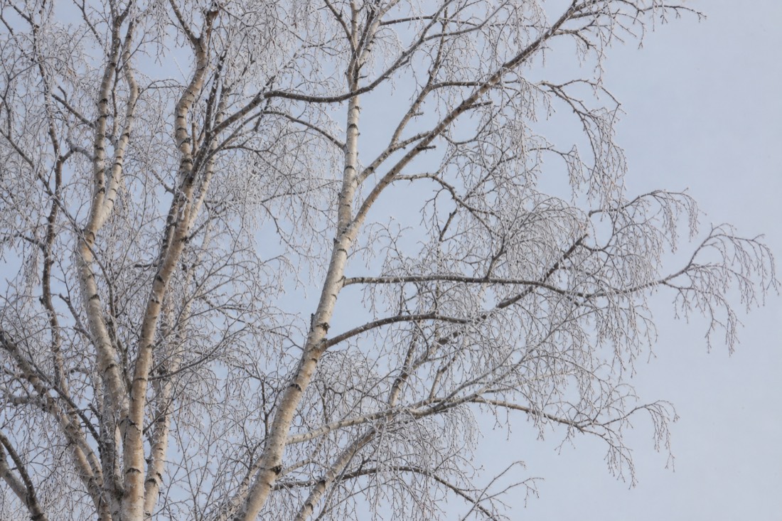 Bare Arctic birch against a pale winter sky with frost on every branch