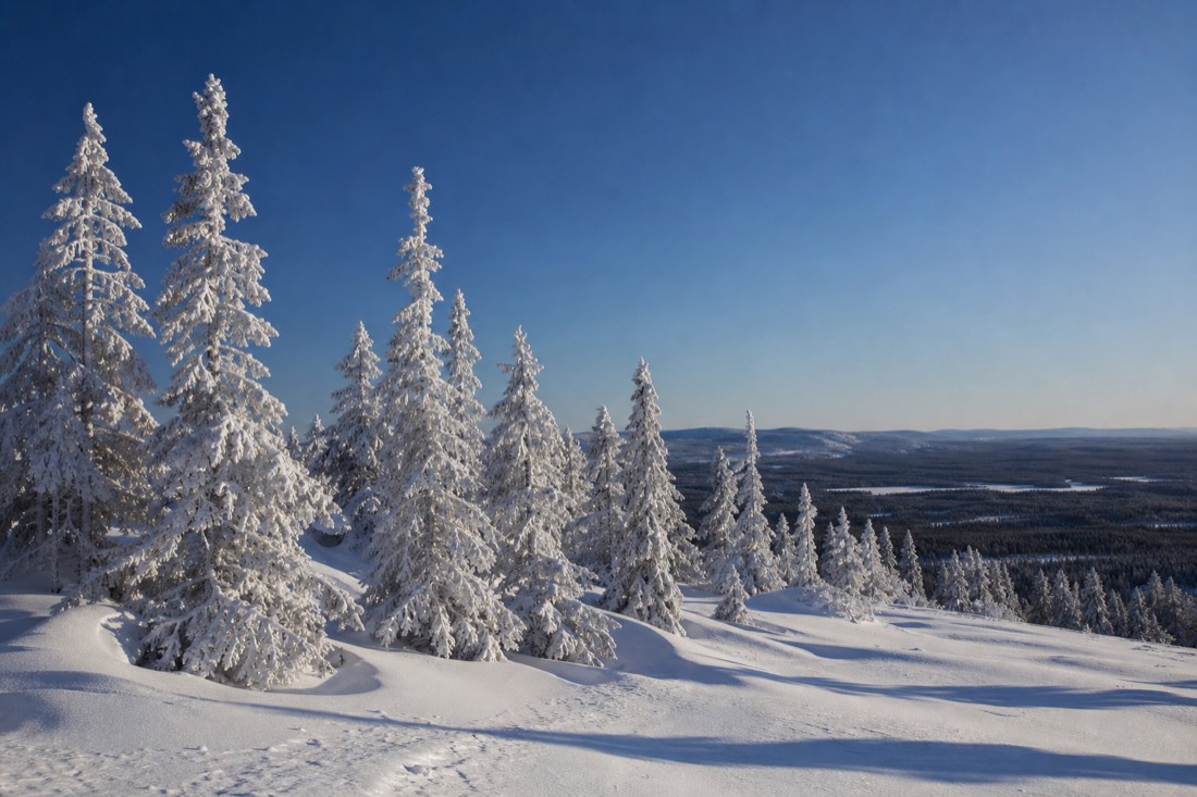 A stand of frost-covered pine on a Lapland ridge under a cold clear sky