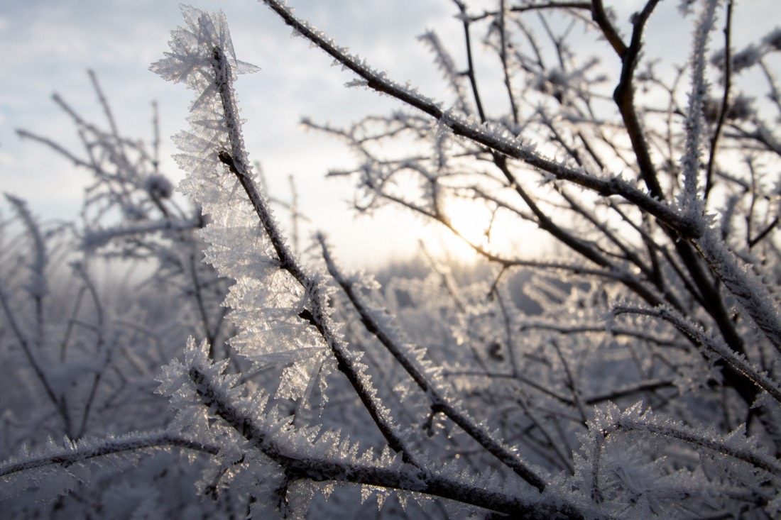 Ice crystals and hoar frost on branches in close detail, Lapland winter morning