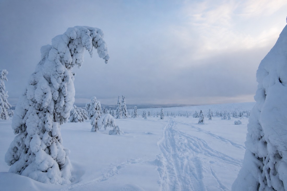 Snow-covered Finnish Lapland landscape in natural winter light
