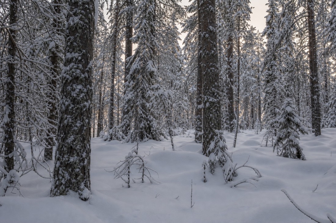 A quiet Lapland forest interior after fresh snow, no tracks anywhere