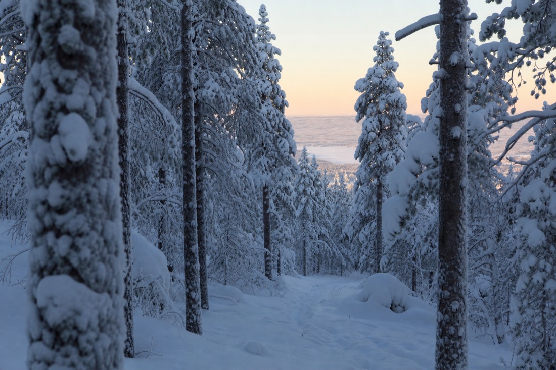 Snow-covered Finnish Lapland landscape in natural winter light