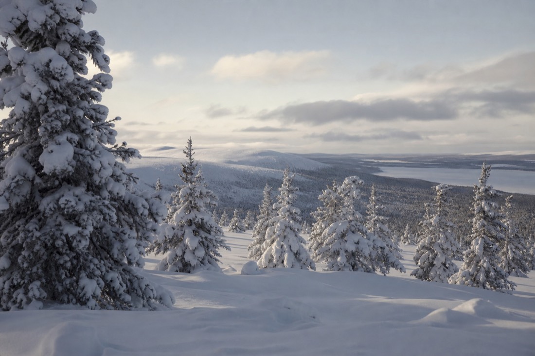 Snow-covered Finnish Lapland landscape in natural winter light