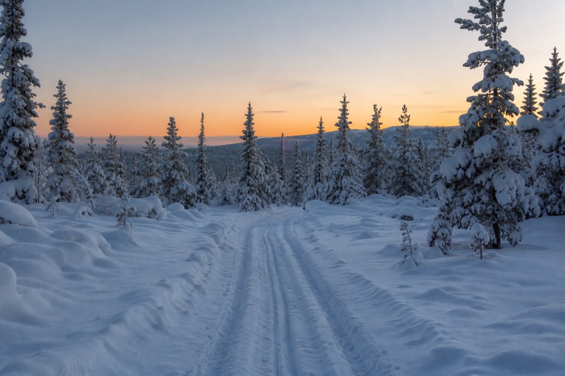 A cleared track through deep snow leading into Lapland forest at first light