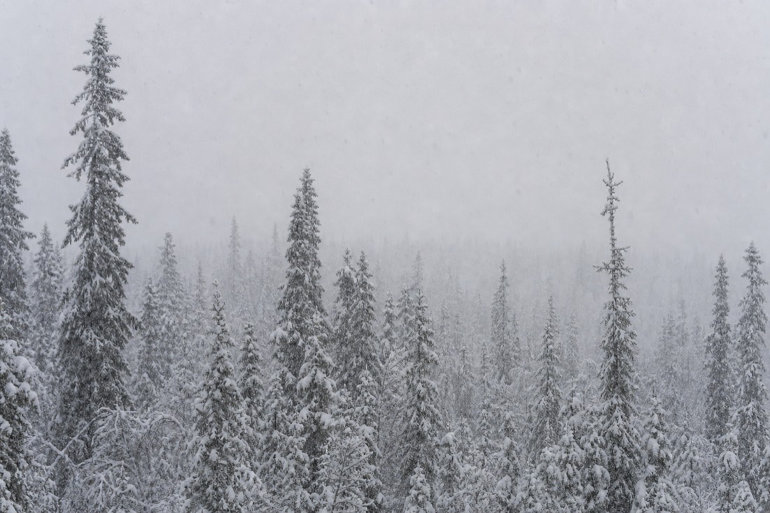 Snowfall over a dense Lapland forest, visibility short, soft grey light