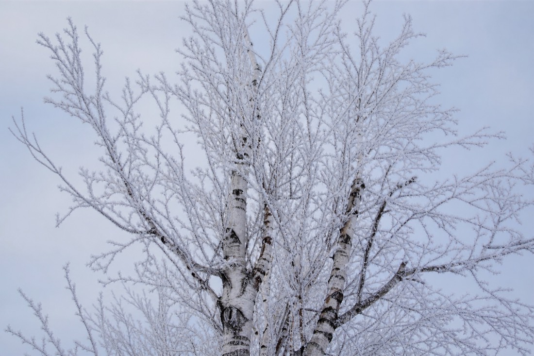 Bare Arctic birch against a pale winter sky with frost on every branch